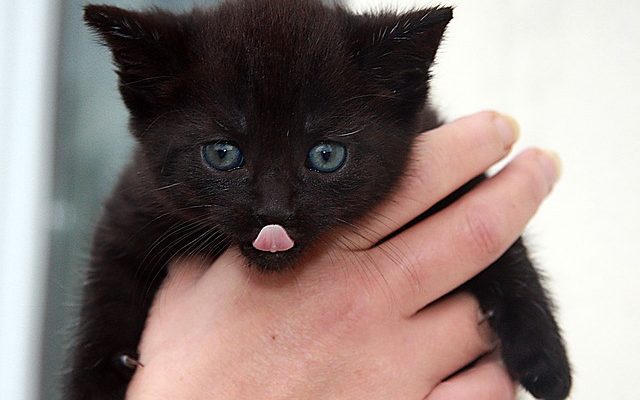 Comment faire un costume de chat de Cheshire pour un tout-petit