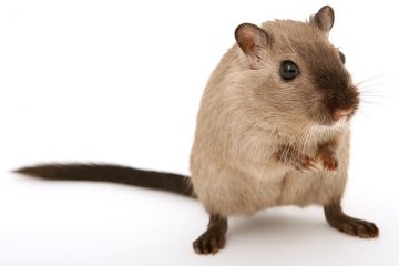 Comment identifier les souris et les rats en bas âge