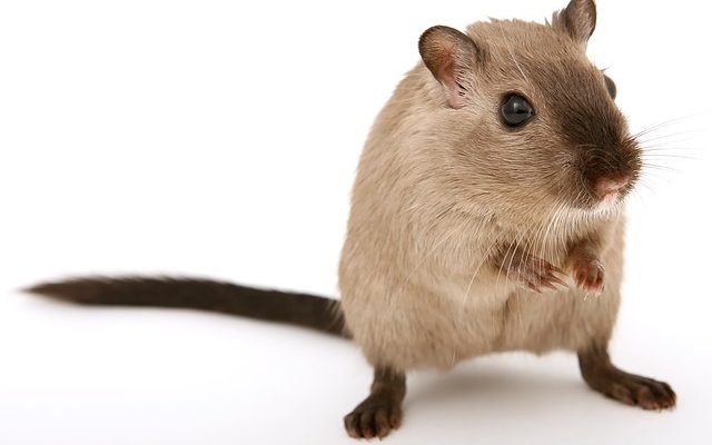 Comment identifier les souris et les rats en bas âge