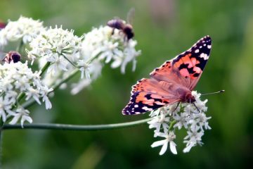 Comment mesurer le pollen