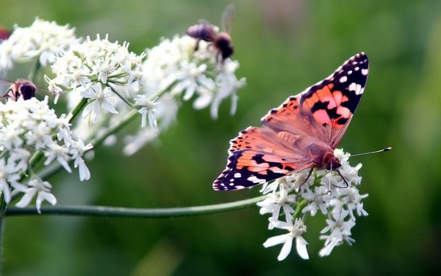 Comment mesurer le pollen