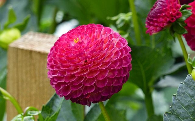 Comment planter des tubercules de dahlia à l'extérieur en avril ?