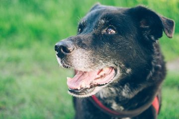 Comment pré-humidifier les croquettes sèches pour chiens