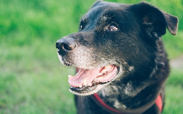 Comment pré-humidifier les croquettes sèches pour chiens