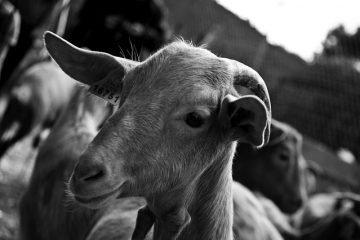 Comment savoir quand une chèvre pygmée commence l'accouchement