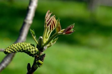 Comment savoir si un noyer de jardin est mort ?