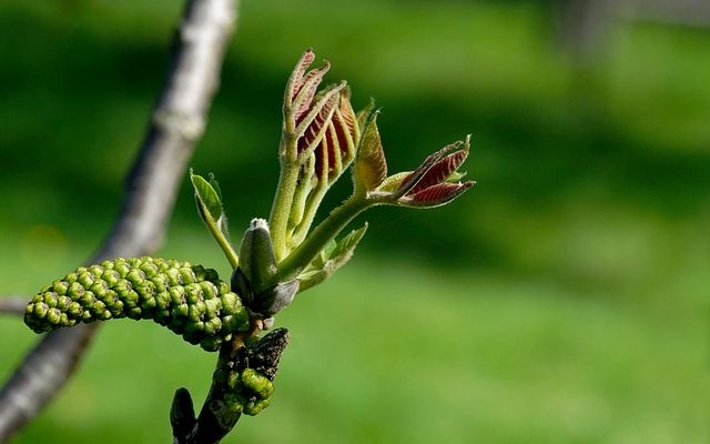 Comment savoir si un noyer de jardin est mort ?