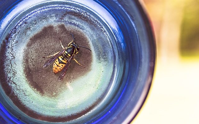 Comment se débarrasser des guêpes dans votre pelouse