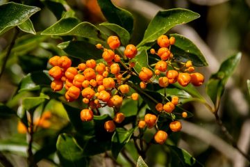 Comment tailler le Pittosporum Varié Variegated Pittosporum