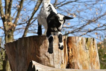 Comment utiliser le ver à cheval sur les chèvres