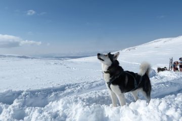 Comportement du chien en chaleur