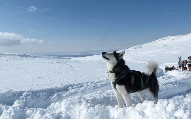 Comportement du chien en chaleur