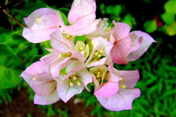 De quel sol le bougainvillier a-t-il besoin ?