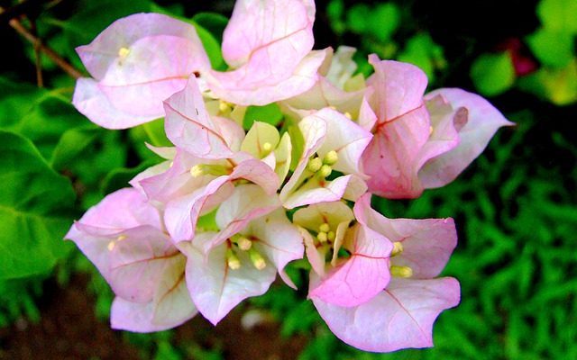 De quel sol le bougainvillier a-t-il besoin ?