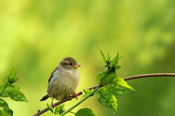 Définitions symboliques du moineau