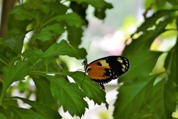 Des insectes bruns volants dans la maison