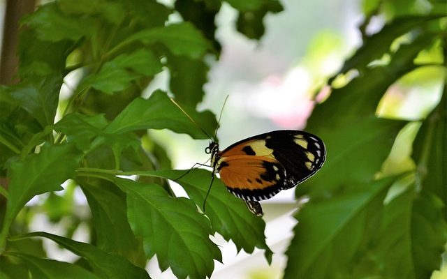 Des insectes bruns volants dans la maison