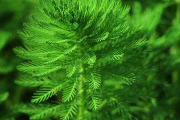 Des plantes qui ont besoin de beaucoup d'eau