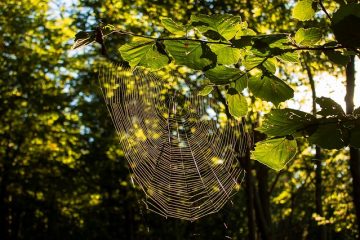 Des plantes qui repoussent les araignées