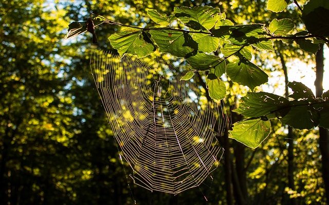 Des plantes qui repoussent les araignées