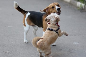 Différentes coupes de cheveux pour les chiots caniches-jouets