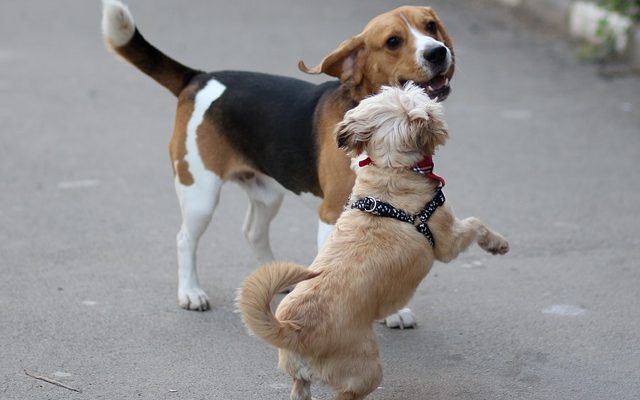 Différentes coupes de cheveux pour les chiots caniches-jouets