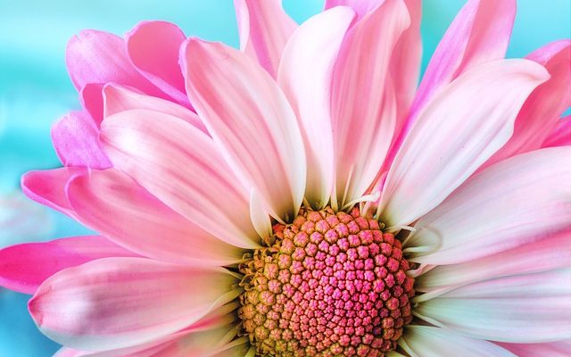 Eau de rose maison & cosmétiques à la glycérine