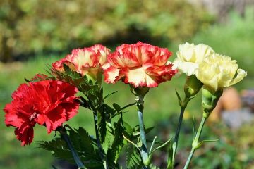 Étiquette pour l'envoi de fleurs aux funérailles d'un beau-frère.