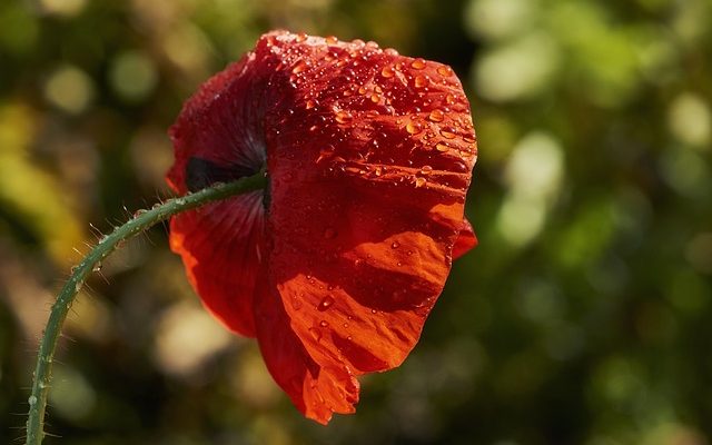 Identification des ravageurs des plantes d'intérieur