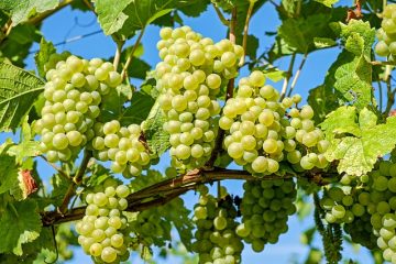 La meilleure façon de soutenir les vignes de raisin