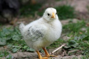 Lapins mâles ou lapins femelles