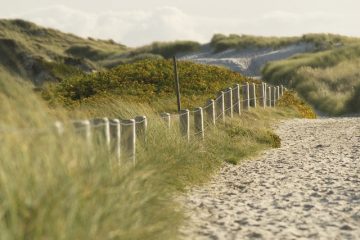 Le temps de la germination des semences de graminées