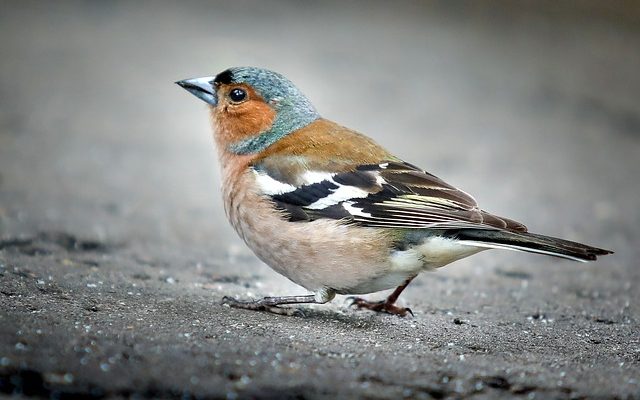 Les Canaries peuvent-ils vivre avec les pinsons ?