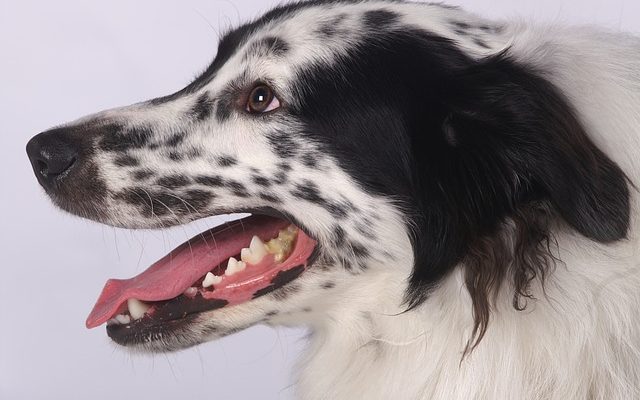 Les effets secondaires du vermifugeage d'un chiot