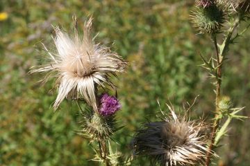 Les étapes de la croissance de la barbe