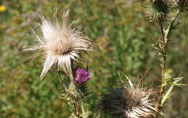 Les étapes de la croissance de la barbe