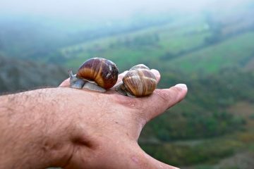 Les meilleures palourdes en conserve