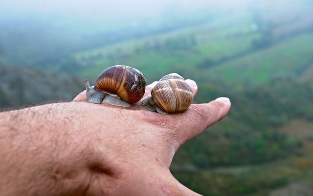 Les meilleures palourdes en conserve