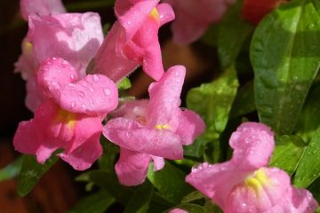 Les Snapdragons sont-ils annuels ou vivaces ?