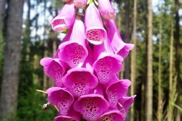 Les variétés de Foxglove