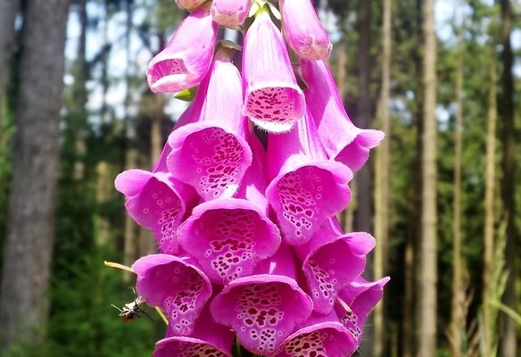 Les variétés de Foxglove