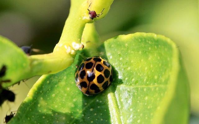 Maladies sur pommiers à fourrure blanche