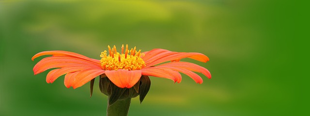 Plantes d'araignée d'extérieur