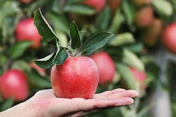 Problèmes liés à la culture de pommes croustillantes au miel