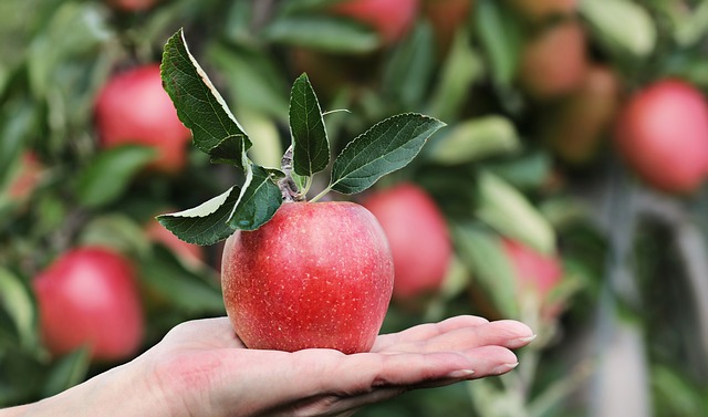 Problèmes liés à la culture de pommes croustillantes au miel