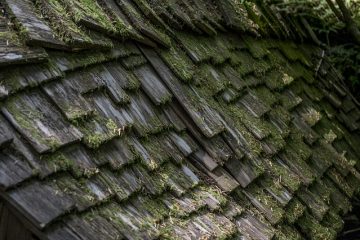 Propriétés du cèdre et du bois de pin