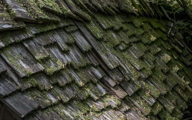 Propriétés du cèdre et du bois de pin