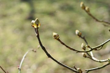 Quand tailler les arbres de cèdre