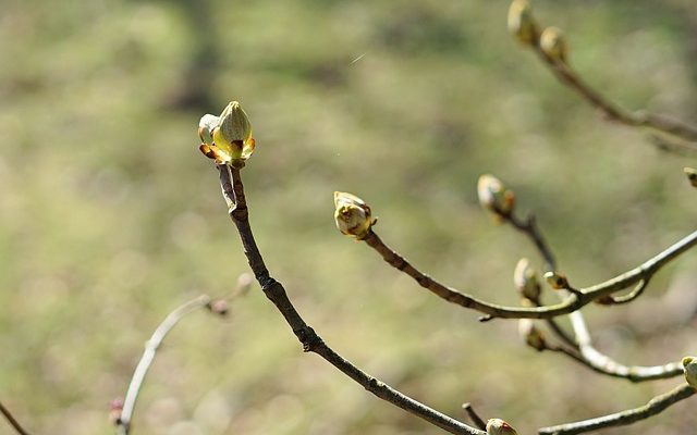 Quand tailler les arbres de cèdre