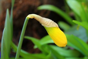 Quelle devrait être la hauteur d'un lit surélevé pour le jardinage maraîcher ?